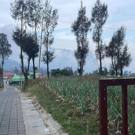 Bromo Semesta Guesthouse بروبولينغو المظهر الخارجي الصورة