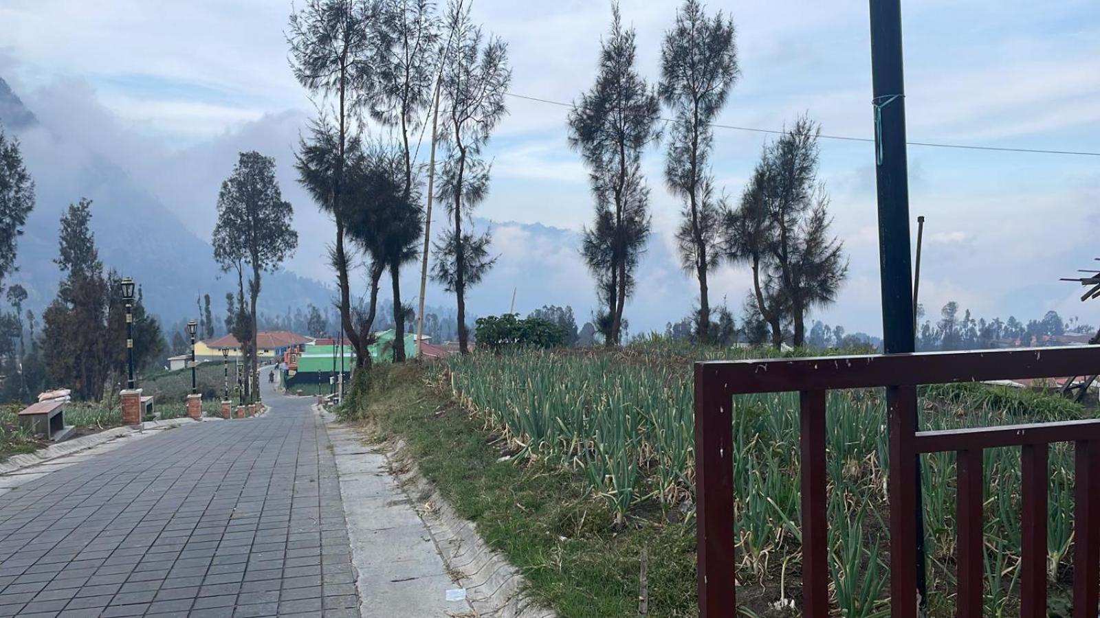 Bromo Semesta Guesthouse بروبولينغو المظهر الخارجي الصورة